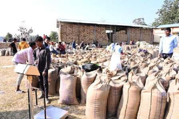 अन्नदाता अब खेत-खलिहान से उपार्जन केंद्रों की ओर, 14 दिनों में 84 हजार क्विंटल से अधिक धान की खरीदी