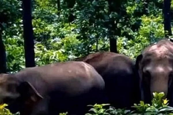 पति-पत्नी को हाथियों ने रौंदा, खेत में मिली दो की लाश