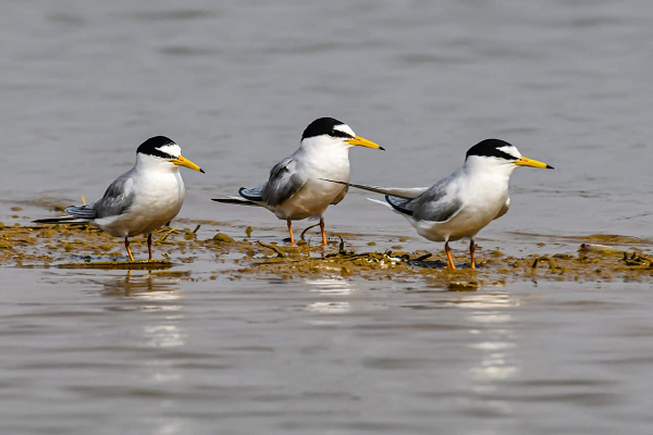  कोपरा जलाशय को राज्य का पहला रामसर साइट घोषित किया जाना छत्तीसगढ़ के लिए गर्व का क्षण: मुख्यमंत्री श्री विष्णु देव साय
