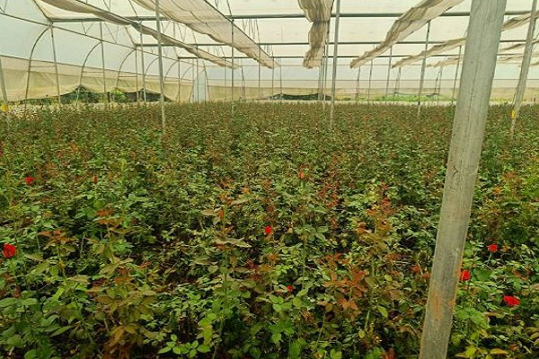 छत्तीसगढ़ में पुष्प खेती से बदल रही किसानों की तकदीर