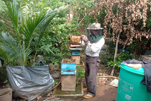 मधुमक्खी पालन बनीं रोज़गार की कुंजी : अतिरिक्त आय का सशक्त माध्यम बना मधुमक्खी पालन