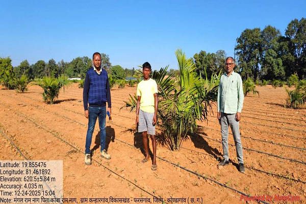  रायपुर : छत्तीसगढ़ सरकार का बड़ा निर्णय : ऑयल पाम की खेती पर अनुदान के अतिरिक्त मिलेगी टॉपअप 