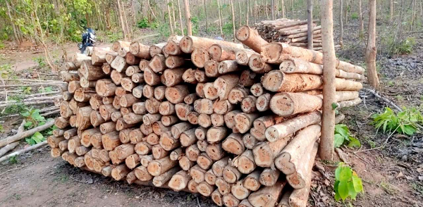 छत्तीसगढ़ राज्य वन विकास निगम द्वारा माओवाद प्रभावित क्षेत्रों में वानिकी कार्यों से राजस्व वृद्धि : वनांचल नविासी स्थानीय रोजगार सृजन    