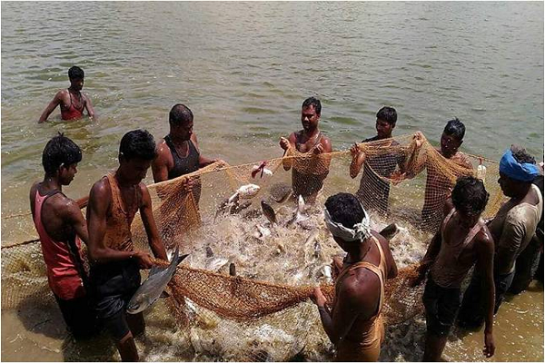 रायपुर : प्रधानमंत्री मत्स्य सम्पदा योजना से जिले में आई मत्स्य क्रांति