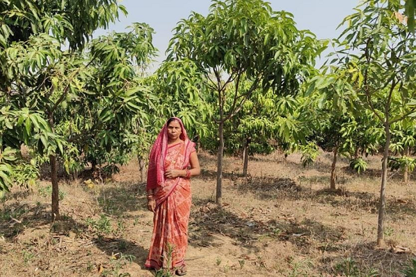 रायपुर : मनरेगा से बदली बंजर भूमि की तकदीर, तमनार में हरियाली बनी ग्रामीण आजीविका का सहारा