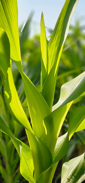 धन धान्य योजना के तहत विषमुक्त खेती की ओर कदम  