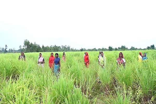  रायपुर : लेमनग्रास की खेती- किसानों के लिए कमाई का उत्तम विकल्प