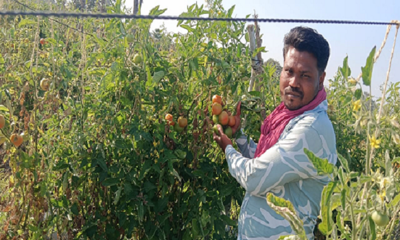  टमाटर की बेहतरीन फसल से किसान त्रवेंद्र साहू की बदली किस्मत