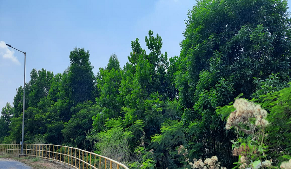 3.52 लाख पौधों के रोपण से हरित आवरण में हुआ बढ़ोत्तरी