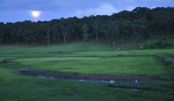 प्रकृति, संस्कृति और मनोरंजन का त्रिवेणी संगम : 13 फरवरी से सजेगा तीन दिवसीय &rsquo;मैनपाट महोत्सव&rsquo; का भव्य मंच