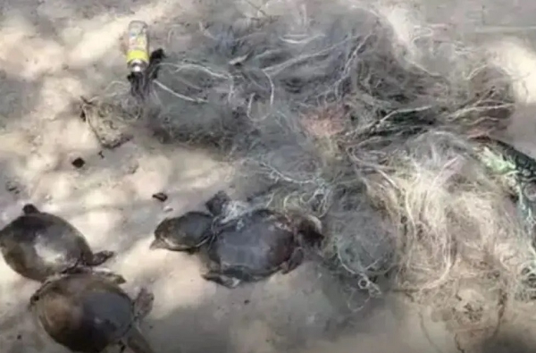 रतनपुर में 8 कछुओं की संदिग्ध मौत, शिकार की आशंका...