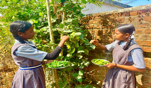 बच्चों को मिल रहा पौष्टिक आहार विद्यालय की बगिया से