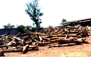 वन विभाग की बड़ी कार्यवाही : अवैध काष्ठ कारोबार पर शिकंजा, 6 आरा मिलों पर दबिश, 2 सील