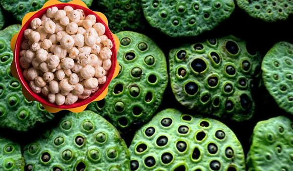 धमतरी को मखाना हब बनाने की दिशा में पहल 