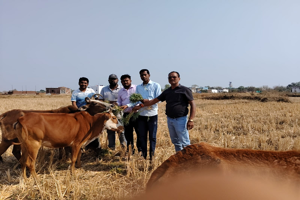 मेडिकल टीम लोरमी के द्वारा गौ सेवा किया  