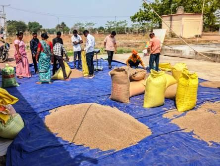 पीएम-आशा योजना अंतर्गत समर्थन मूल्य पर दलहन-तिलहन की की जा रही खरीदी