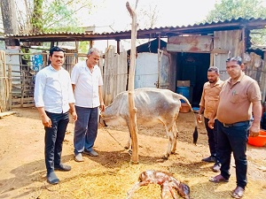 पशुधन विभाग की तत्परता से गाय का सुरक्षित प्रसव, गाय और बछड़ा दोनों स्वस्थ