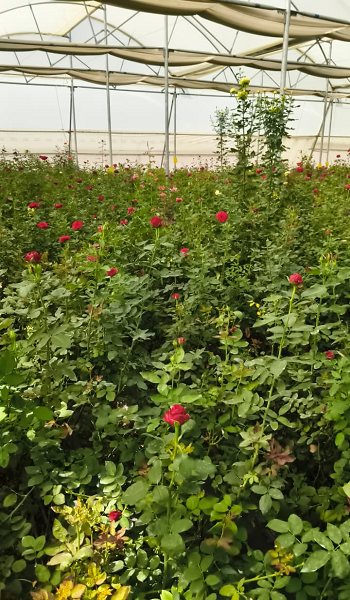  गुलाबों से महकती सफलता: सूरजपुर के किसान की प्रेरक कहानी