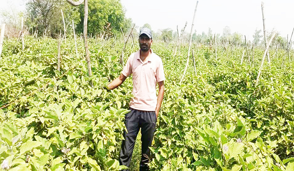 ग्राफ्टेड बैंगन की उन्नत खेती से अमृत बंजारे की आर्थिक स्थिति हुई सुदृढ़