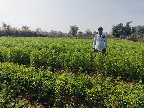 मसाला क्षेत्र विस्तार योजना: मसाले की खेती ओर बढ़ रहा किसानों का रूझान