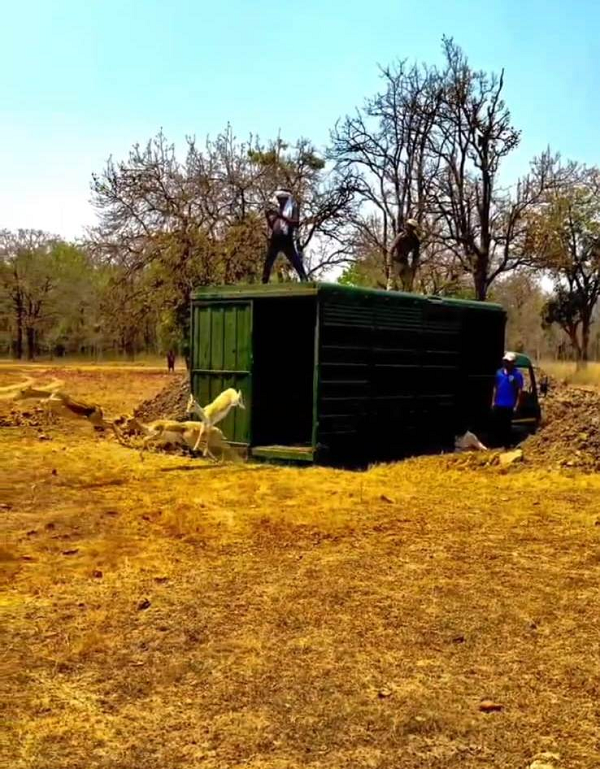 वन विभाग की बड़ी उपलब्धि : बारनवापारा का रामपुर ग्रासलैंड फिर हुआ काले हिरणों से आबाद    
