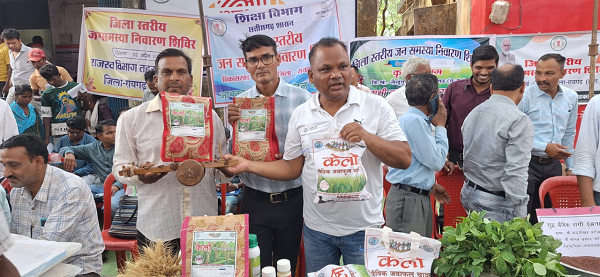 लैलूंगा की पहचान बना &lsquo;केलो&rsquo; जैविक जंवाफूल चावल