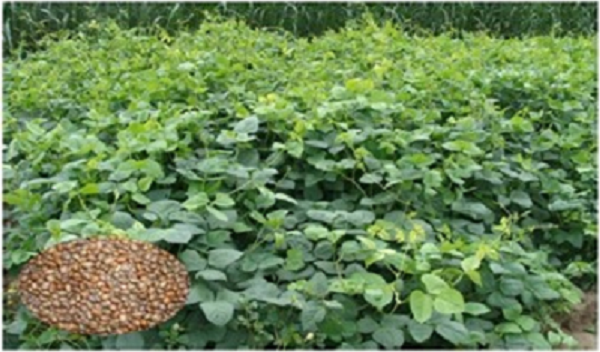 हरी खाद - मिट्टी की खोई उर्वरता बढ़ाने का प्राकृतिक समाधान