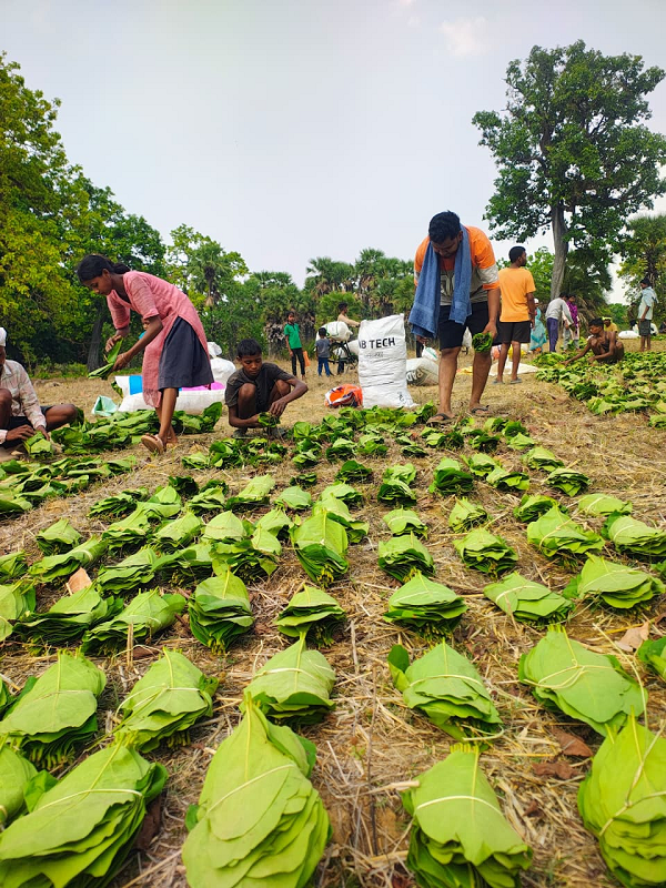 सुकमा में तेंदूपत्ता संग्रहण तेज़ी से जारी, 35 हजार से अधिक बोरे का हुआ संग्रहण