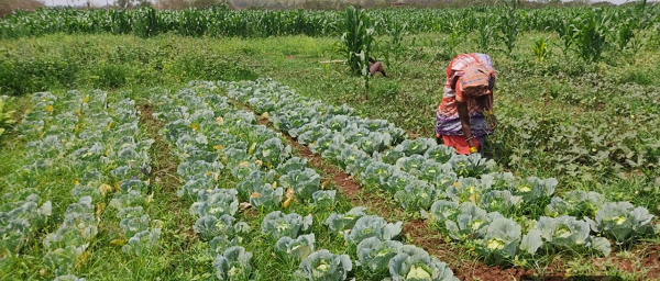  बस्तर में तकनीक और हौसले से महकी तुलसा बघेल की बाड़ी