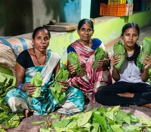 संग्राहकों की मेहनत,शासन की दूरदर्शी पहल ने तेंदूपत्ता के माध्यम से खोली समृद्धि की राह
