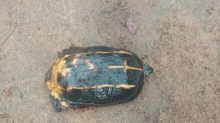 उदंती-सीतानदी टाइगर रिजर्व में मिला दुर्लभ हिमालयी कछुआ
