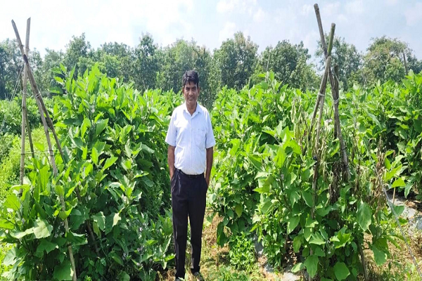 ग्राफ्टेड बैंगन की खेती से बदली किसान की तकदीर