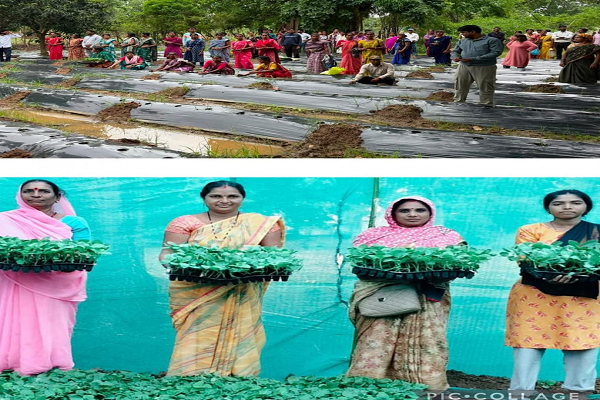 जलवायु परिवर्तन के दौर में किसानों के लिए वरदान बनेगी ग्राफ्टेड सब्जी: धमतरी में वैज्ञानिक प्रशिक्षण संपन्न