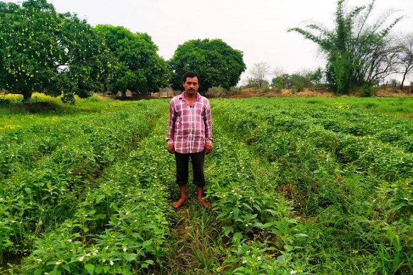  परती भूमि बनी कमाई का जरिया, कृषि विज्ञान केंद्र बालोद की पहल से किसान की बढ़ी आय