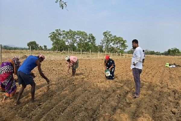किसानों ने अपनाया लाभकारी फसलों का विकल्प