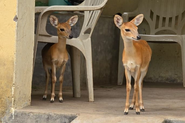 घायल चौसिंगा को मिला नया जीवन : फॉरेस्ट रेंजर की तत्परता से सफल रेस्क्यू    वन्यजीव संरक्षण की मिसाल