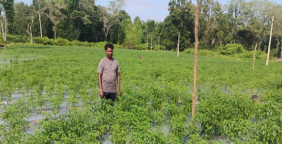 बीजापुर : उद्यानिकी विभाग की सहायता से बदली किसान की तस्वीर, मल्चिंग तकनीक से मिर्च की खेती में हुई छह लाख रुपये की आय