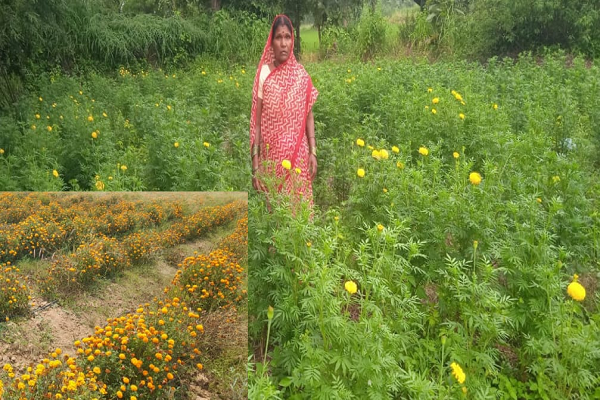 महासमुंद : गेंदे की खेती से श्रीमती कुमारी चंद्राकर ने बढ़ाई अपनी आमदनी
