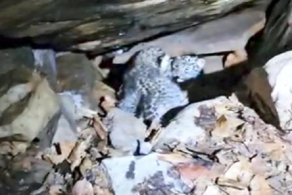 बस्तर में 48 घंटे का मिशन रीयूनाइट सफल, वन विभाग और ग्रामीणों के तालमेल से दो तेंदुआ शावकों को मिला मां का आंचल