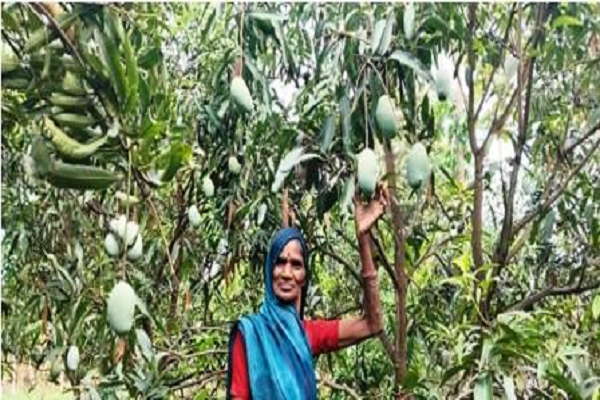 आम के फलोद्यान से ग्रामीण महिलाओं को मिला अतिरिक्त आय का साधन