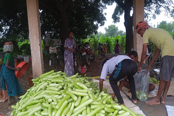 बिहान से बदली राह : 35 महिला किसानों ने 600 क्विंटल सब्जी उगाकर लिखी सफलता की नई कहानी