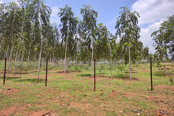 सेवा संकल्प अभियान : किसान वृक्ष मित्र योजना से मोहला-मानपुर-अम्बागढ़ चौकी के किसानों को मिला आय का नया आधार