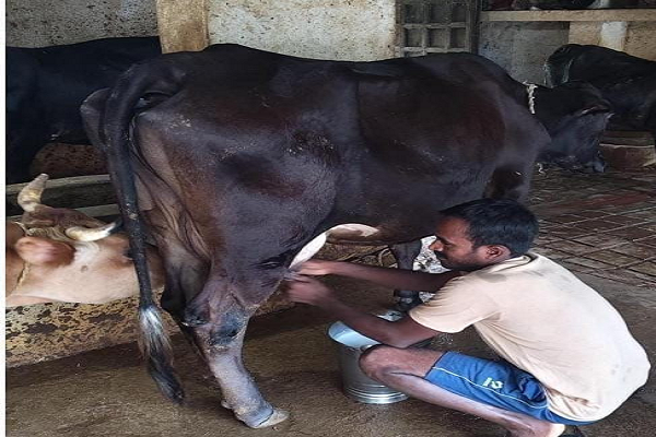 राष्ट्रीय कृत्रिम गर्भाधान कार्यक्रम से बदली योहिनापाली के नीलाम्बर की किस्मत