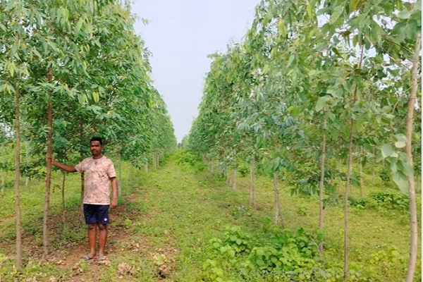 सेवा की कहानी : किसान वृक्ष मित्र योजना अंतर्गत जिले के 841 हितग्राहियों ने 2148.89 एकड़ में लगाए 9 लाख 39 हजार से अधिक पौधे