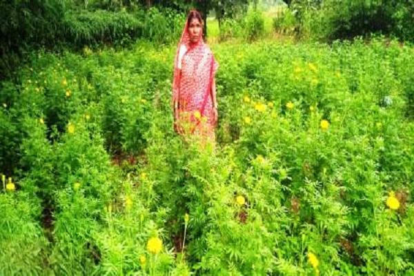 राष्ट्रीय बागवानी मिशन : पुष्प क्षेत्र विस्तार घटक योजना से कुमारी ने गेंदे की खेती को अपनाया