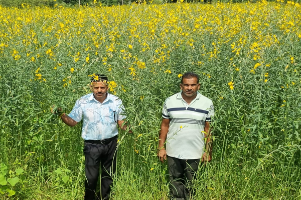 धान की जगह सन की खेती, लैलूंगा के किसानों ने बदली खेती की राह