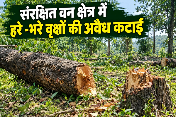 संरक्षित वन में हरे-भरे वृक्षों की कटाई, शिकायत के 5 दिन बाद दर्ज हुआ पीओआर   नवागढ़ रेंज के बीट क्रमांक 696 का मामला, गांव के नजदीक कटे फलदार वृक्ष : कार्रवाई में देरी पर उठे सवाल