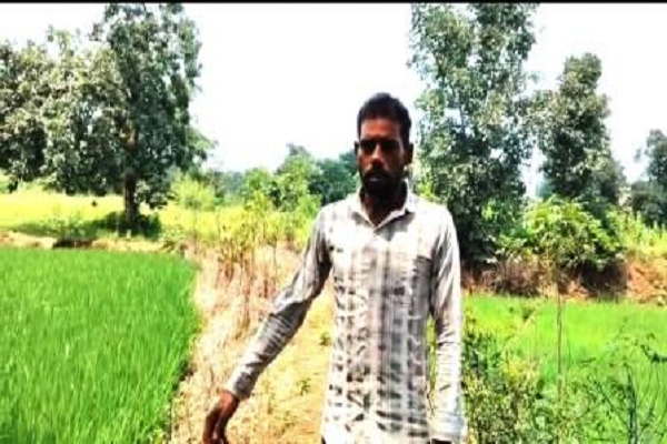 प्रधानमंत्री किसान सम्मान निधि : किसान मधुसूदन ने खरीदी बैल जोड़ी और हिमांशु कर रहे हैं 10 एकड़ में रेगहा खेती