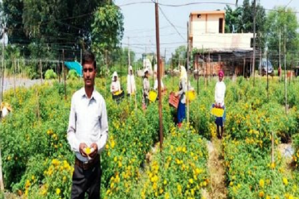 फ्लोरीकल्चर हब योजना से खिली किसानों की किस्मत : पारंपरिक खेती छोड़ फूलों और सब्जियों से संवर रही राह