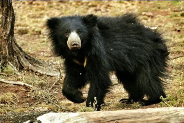 भालू के हमले में वनकर्मी की मां की मौत, तेंदूपत्ता तोड़ने गई थी जंगल...